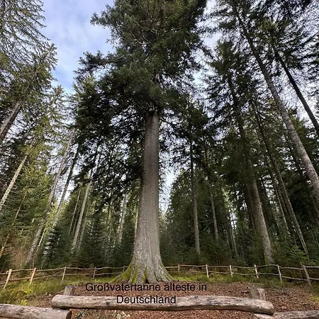 דירה 2-1 - Raum - Dieter Hoffmann Freudenstadt-kniebis Beim Nationalpark